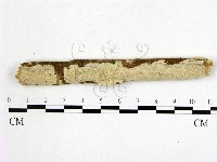 顯絲菌屬藏品圖，第1張