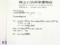 顯絲菌屬藏品圖，第2張