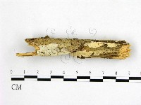 顯絲菌屬藏品圖，第1張