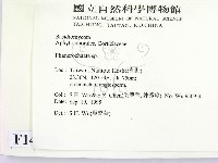 顯絲菌屬藏品圖，第2張