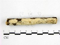 顯絲菌屬藏品圖，第1張