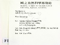 顯絲菌屬藏品圖，第2張