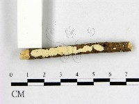 顯絲菌屬藏品圖，第1張