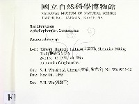 顯絲菌屬藏品圖，第2張