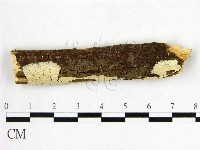 顯絲菌屬藏品圖，第1張