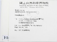 筍殼菌屬藏品圖，第2張
