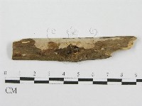 筍殼菌屬藏品圖，第1張
