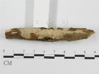 筍殼菌屬藏品圖，第4張