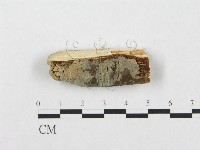 銳岩菌屬藏品圖，第1張