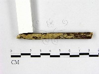 顯絲菌屬藏品圖，第1張
