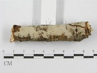筍殼菌屬藏品圖，第1張
