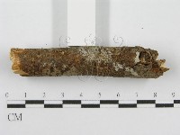筍殼菌屬藏品圖，第4張