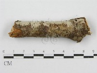 筍殼菌屬藏品圖，第5張