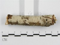 筍殼菌屬藏品圖，第6張