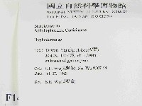 絲皮菌屬藏品圖，第2張