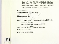顯絲菌屬藏品圖，第2張