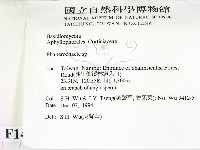 顯絲菌屬藏品圖，第2張