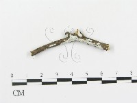 盤革菌屬藏品圖，第1張
