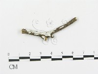 盤革菌屬藏品圖，第3張