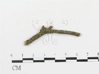 盤革菌屬藏品圖，第4張