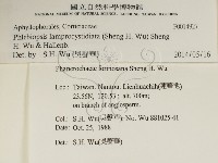 燈籠囊擬射脈菌藏品圖，第2張
