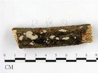 燈籠囊擬射脈菌藏品圖，第1張