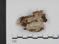 登錄號:F0014929藏品圖，第1張
