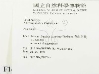 射脈菌屬藏品圖，第2張