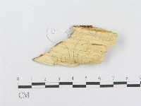 射脈菌屬藏品圖，第3張