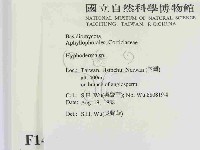 絲皮菌屬藏品圖，第2張