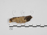 登錄號:F0014936藏品圖，第1張