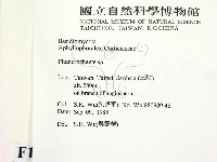 顯絲菌屬藏品圖，第2張