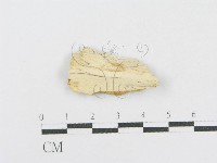 射脈菌屬藏品圖，第3張