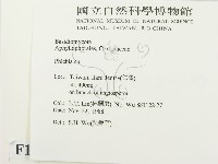 射脈菌屬藏品圖，第2張
