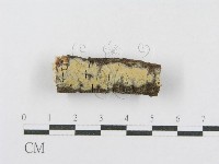 射脈菌屬藏品圖，第1張