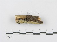 射脈菌屬藏品圖，第3張