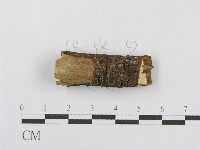 射脈菌屬藏品圖，第4張