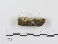 射脈菌屬藏品圖，第5張