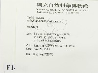 射脈菌屬藏品圖，第2張