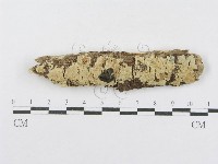 射脈菌屬藏品圖，第1張