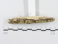 射脈菌屬藏品圖，第3張