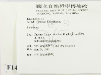 射脈菌屬藏品圖，第2張