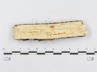 射脈菌屬藏品圖，第3張