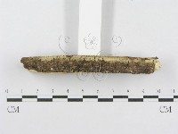 射脈菌屬藏品圖，第4張