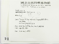 射脈菌屬藏品圖，第2張