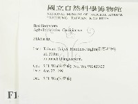 射脈菌屬藏品圖，第2張