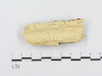 射脈菌屬藏品圖，第3張