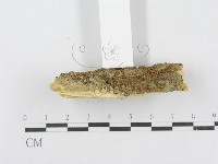 射脈菌屬藏品圖，第4張
