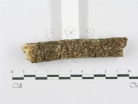 射脈菌屬藏品圖，第3張