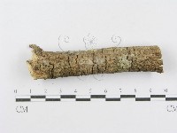 射脈菌屬藏品圖，第4張